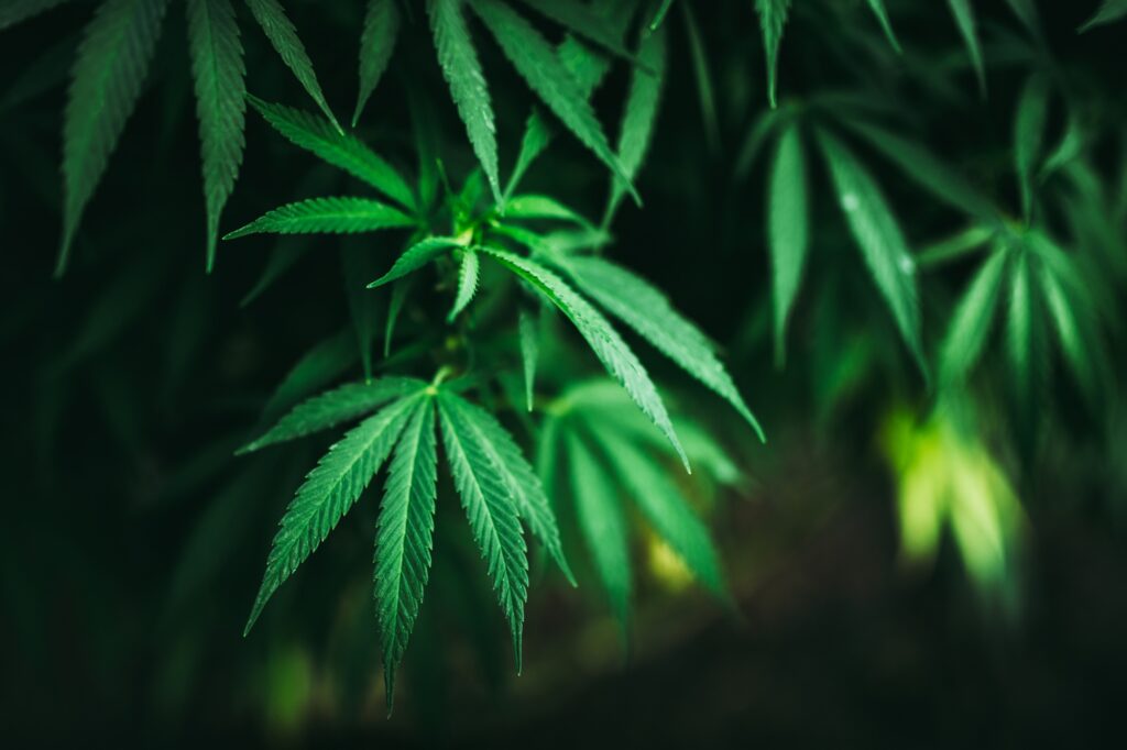 Cannabis Law In Florida